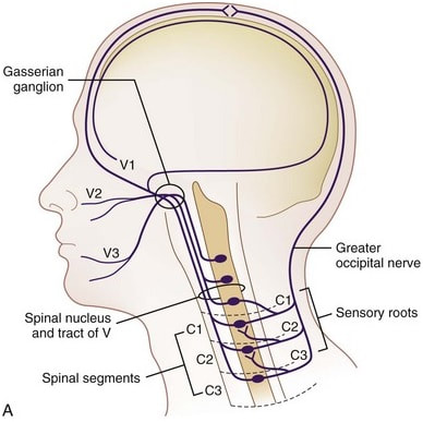 Relación entre columna cervical y migraña a través del complejo trigémino-cervical