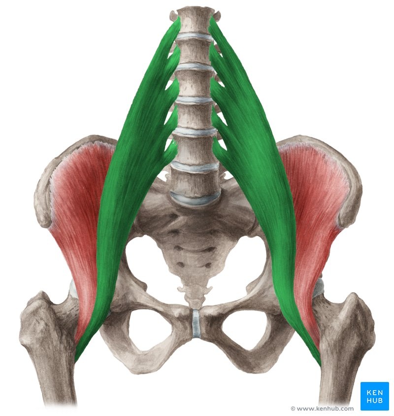 anatomia psoas iliaco