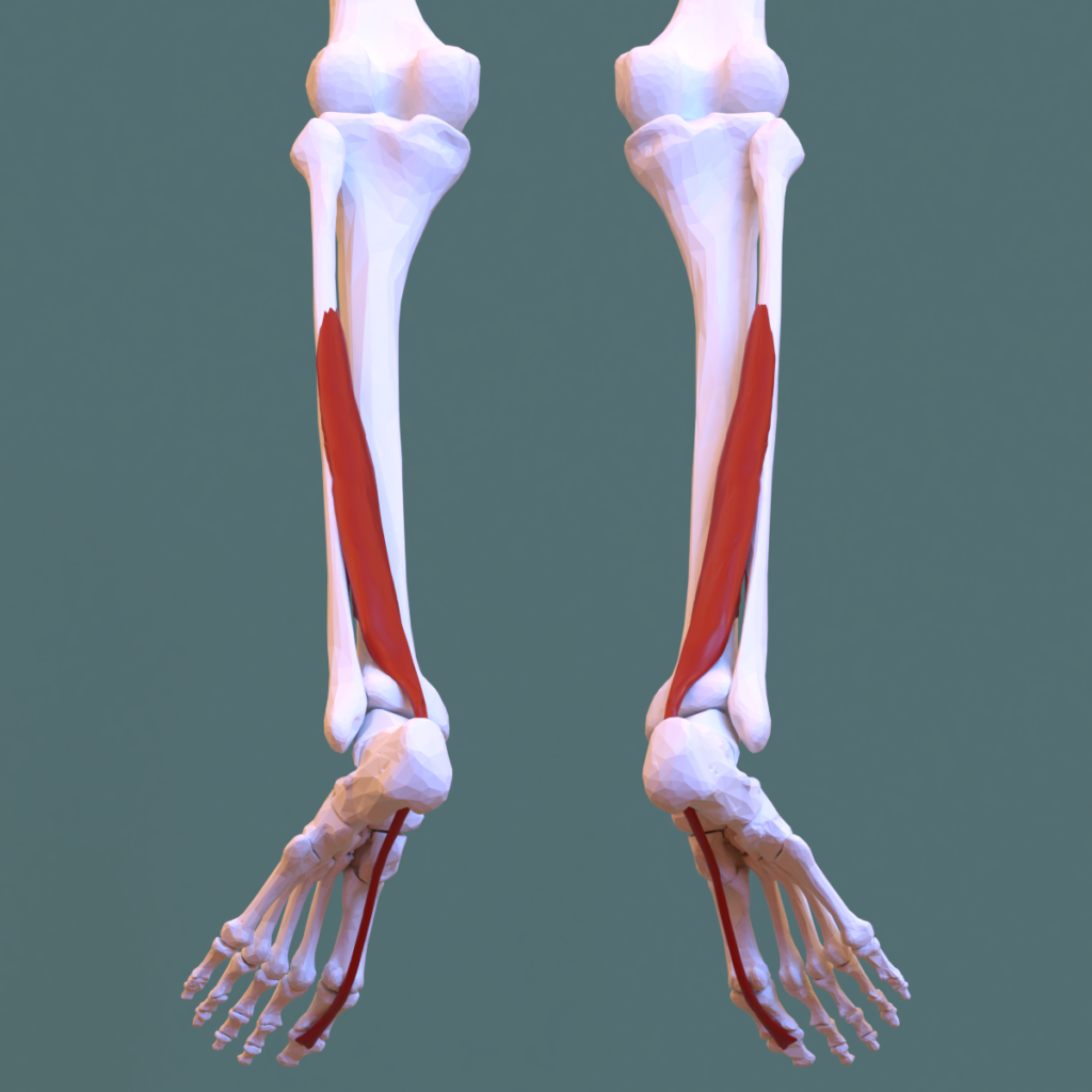 flexor largo del dedo gordo función en el pie