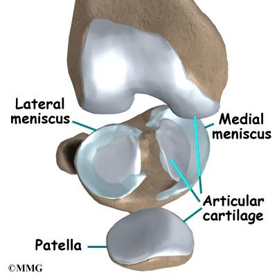 anatomía del menisco en la rodilla y tipos de lesión